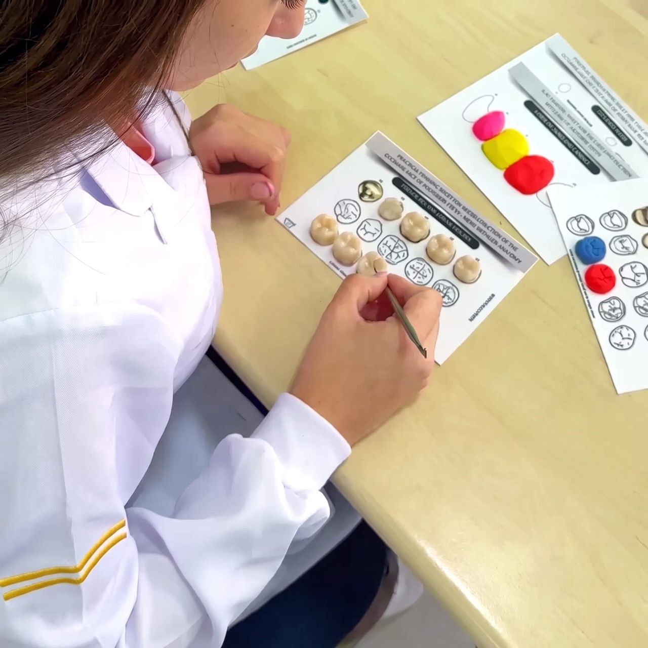 Perfecto para estudiantes y dentistas 2